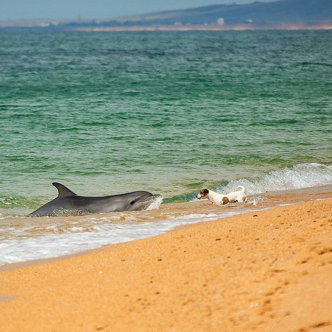 море пляж дельфины